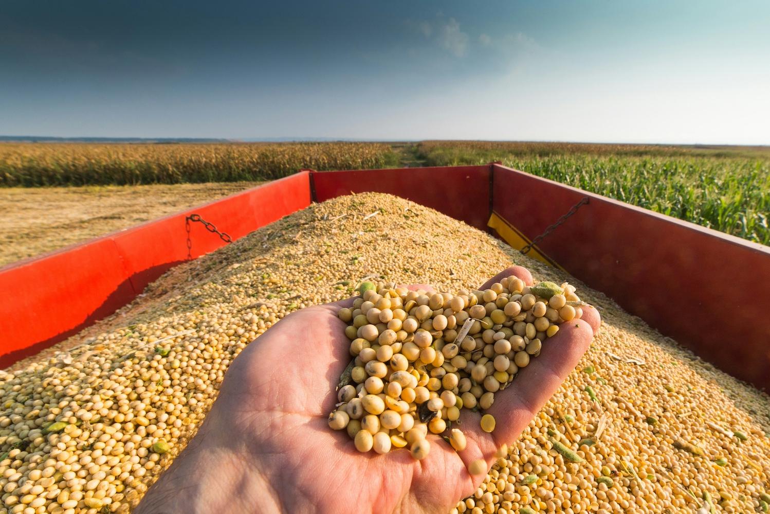 A hand scoops soybeans out of a container in a farm field during a soybean harvest.